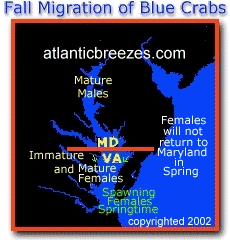 Migration of Blue Crabs in Chesapeake Bay and Ocean City Maryland